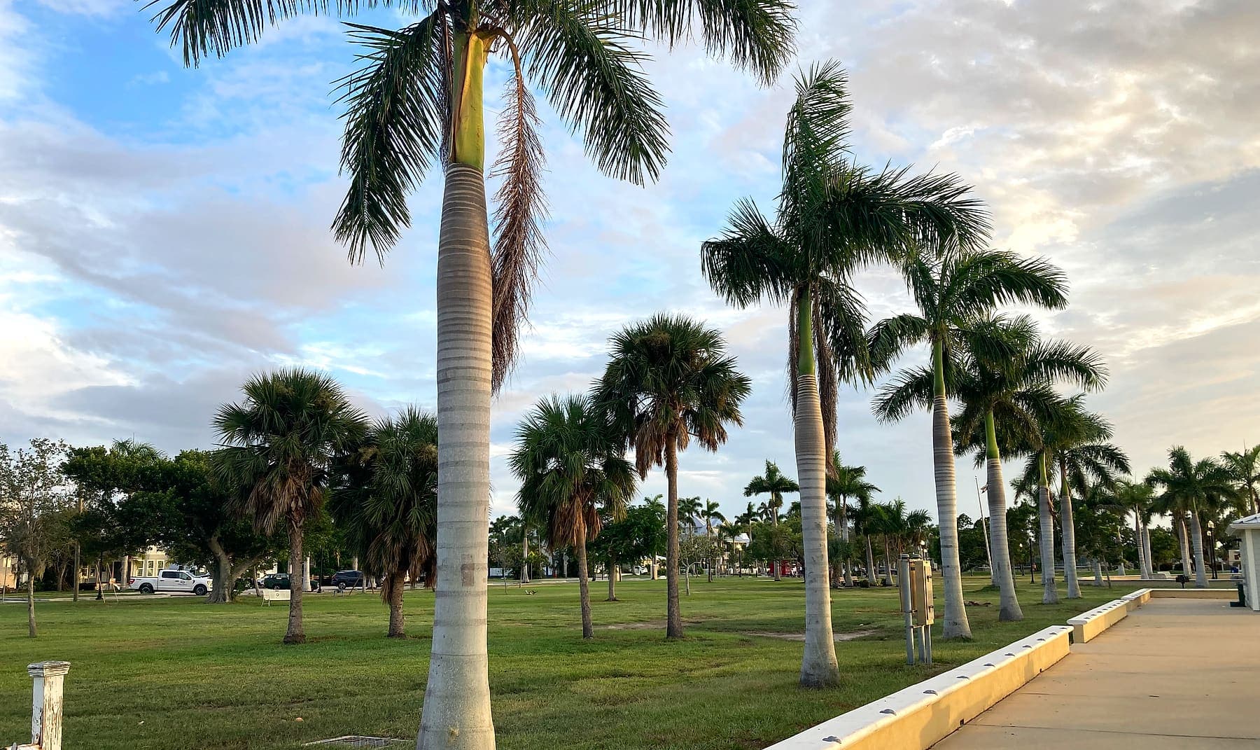 Royal palms along the harborwalk at Gilchrist Park, Punta Gorda